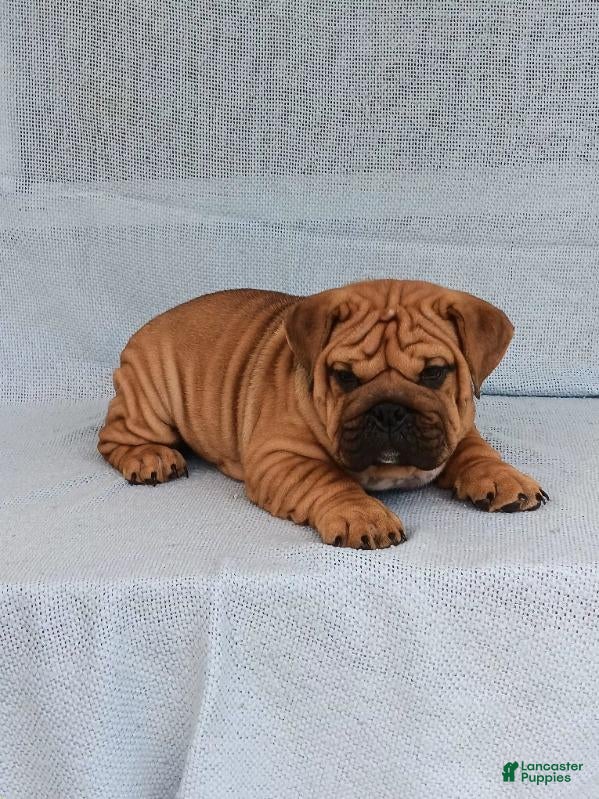 English Bulldog dogs Captain - Ad 2