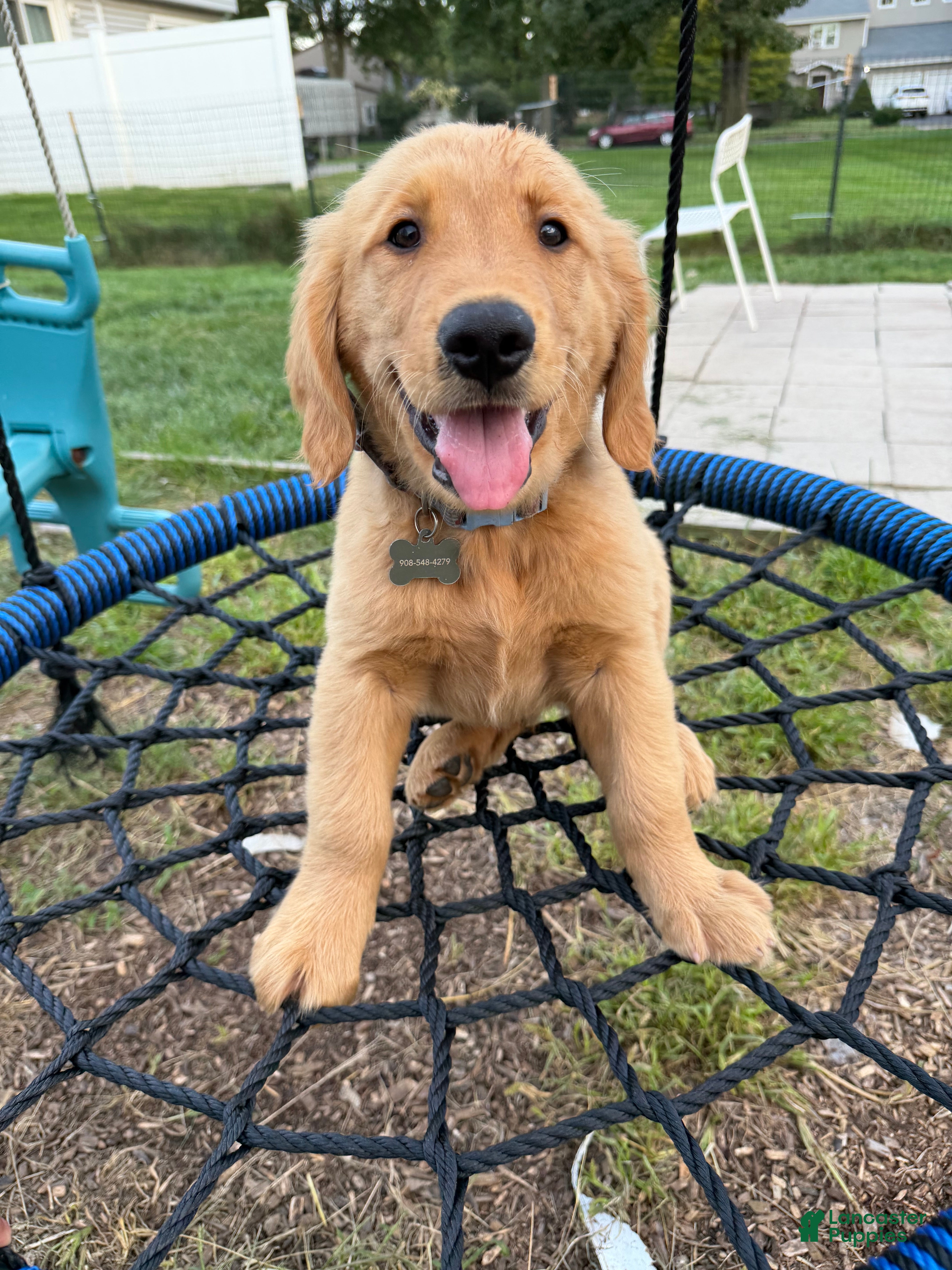 Golden Retriever dogs Waffles - Ad 1