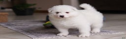 Samoyed dogs for sale: Alvin - Ad 13
