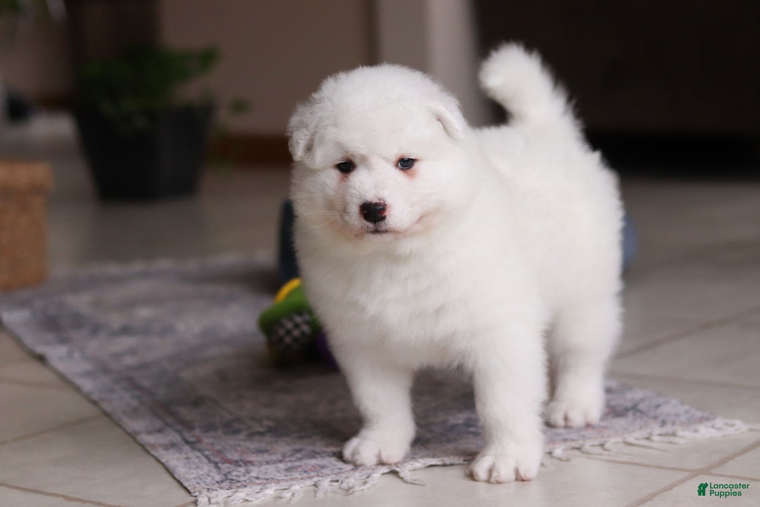 Samoyed dogs for sale: Alvin - Ad 13