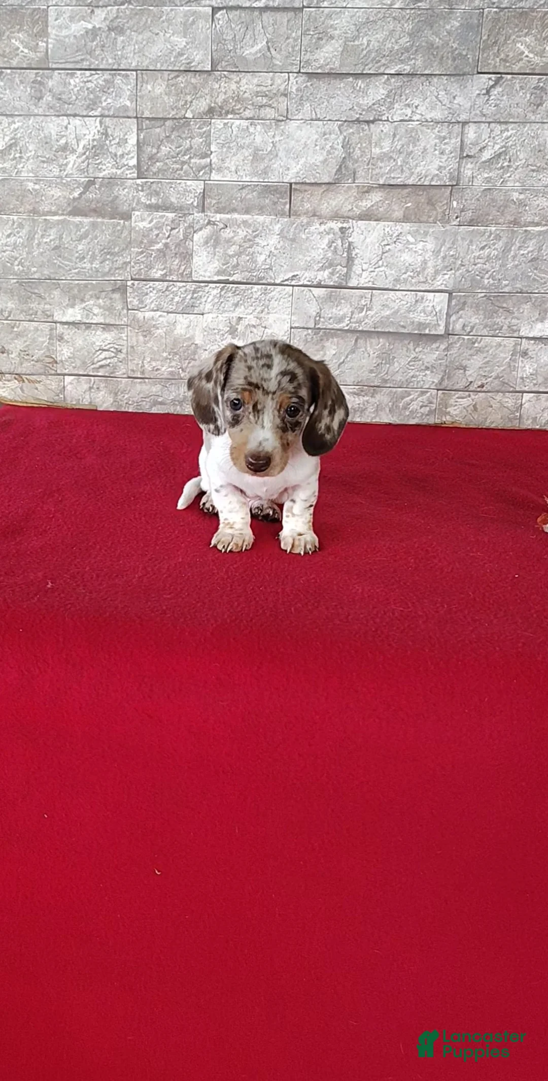 Miniature Dachshund dogs for sale: Lucas - Ad 1