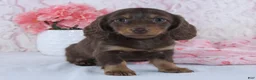 Miniature Dachshund dogs for sale: Danica - Ad 5