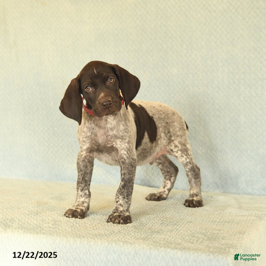 German Shorthaired Pointer dogs for sale: Tucker - Ad 3