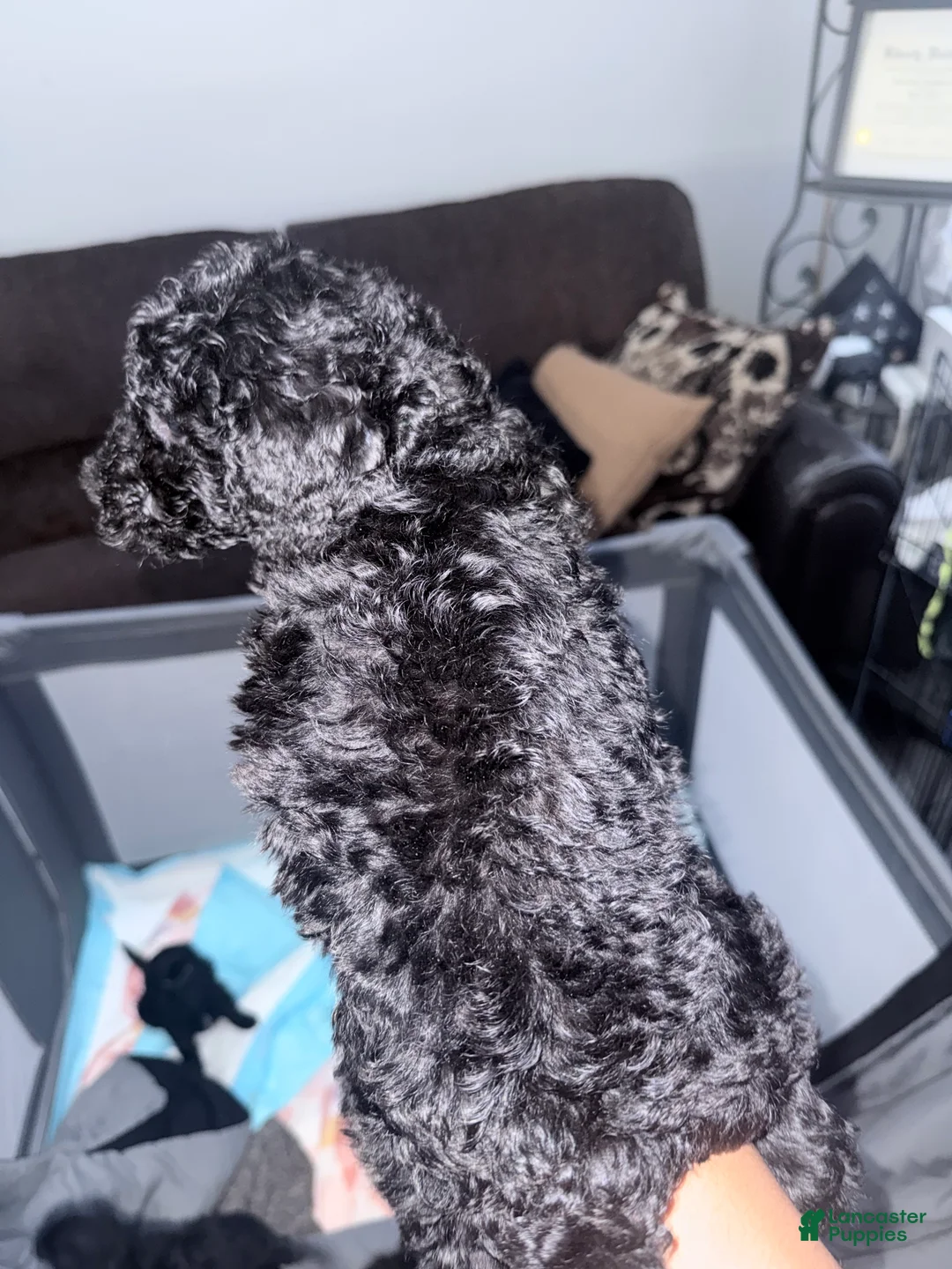 Double Doodle dogs for sale: Green - Ad 1