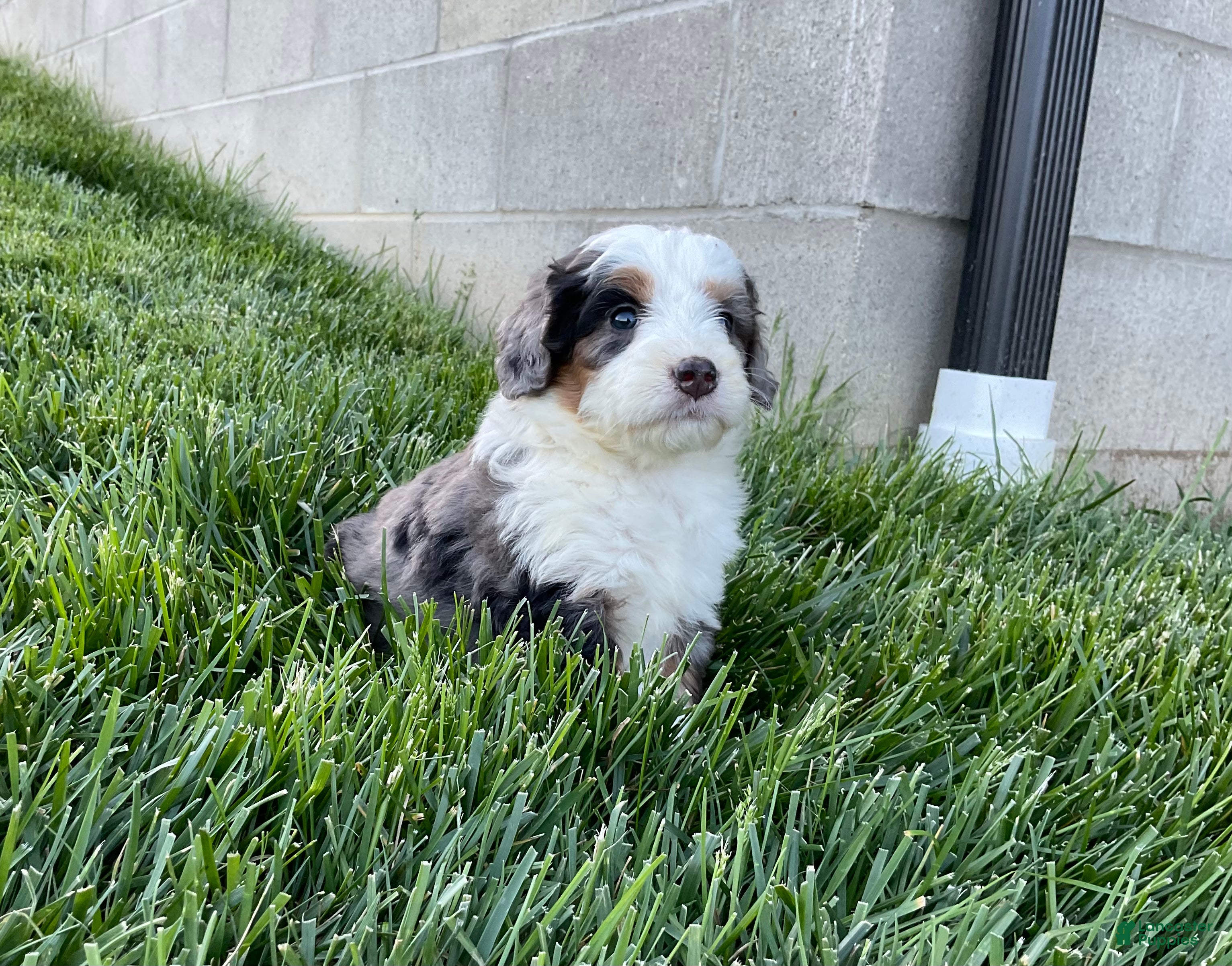 Mini Bernedoodle dogs Clara - Ad 2
