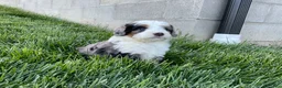 Mini Bernedoodle dogs for sale: Clara - Ad 2