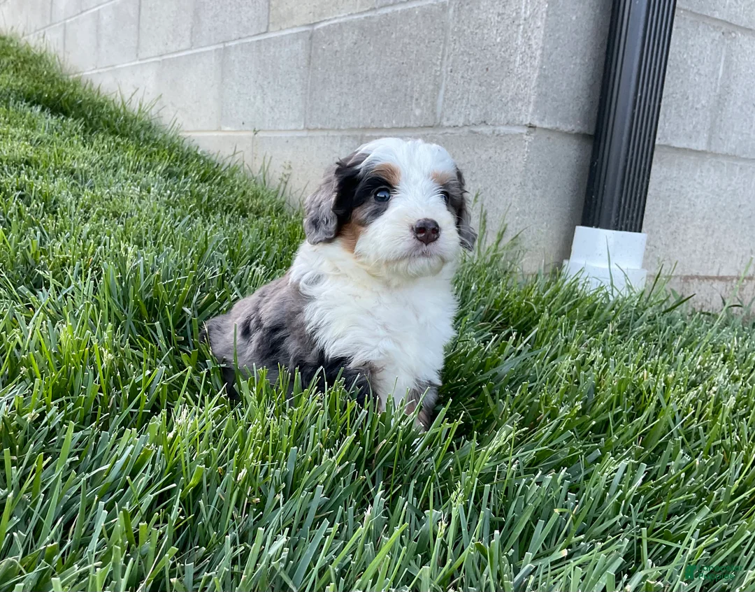 Mini Bernedoodle dogs for sale: Clara - Ad 2