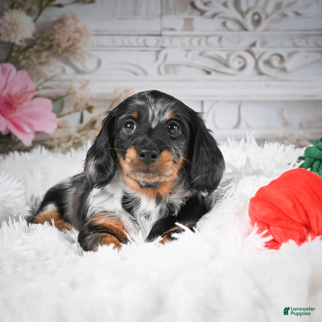 Miniature Dachshund dogs for sale: AKC-Darla - Ad 11