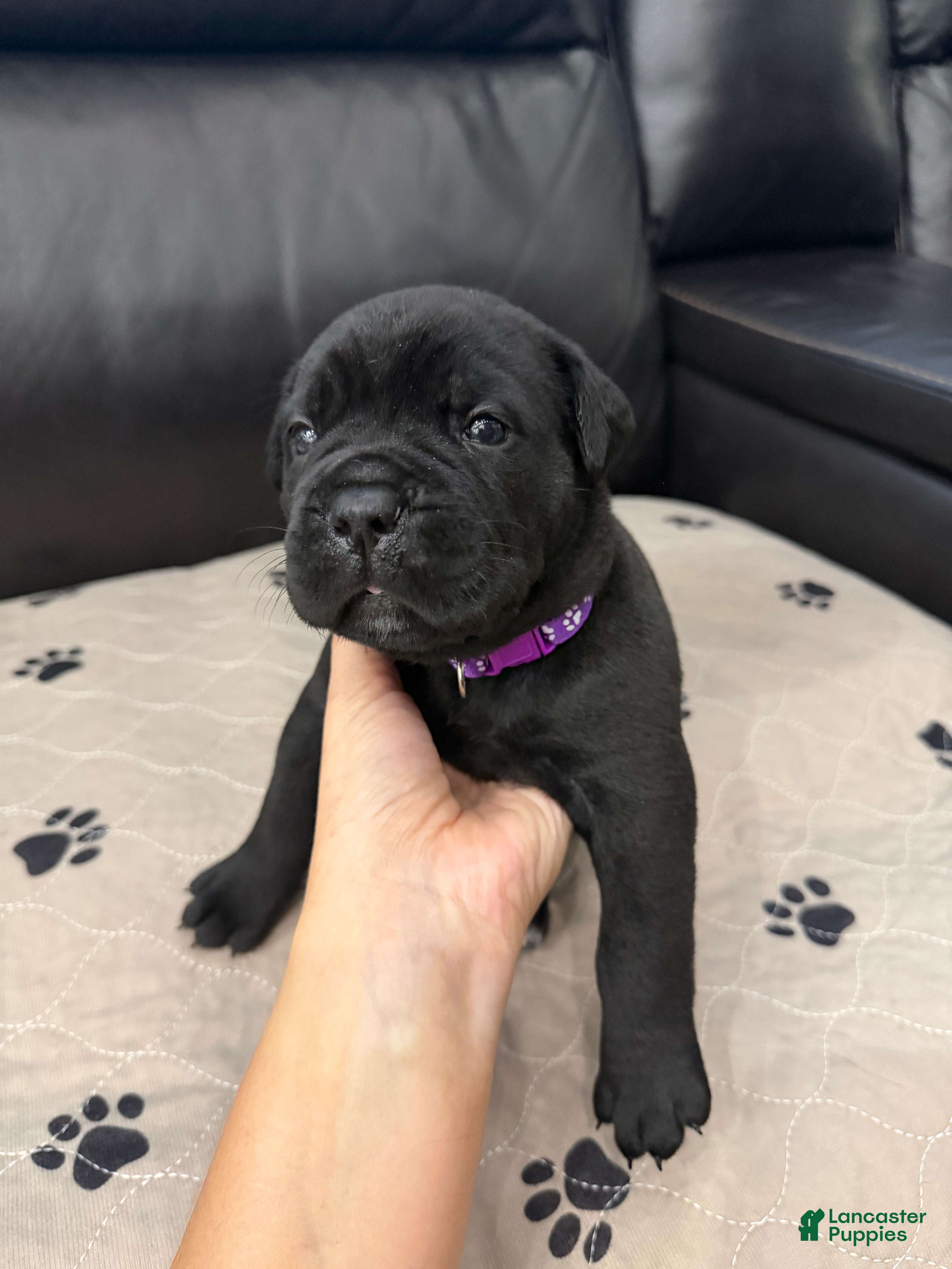 Cane Corso dogs Purple Collar - Meadow - Ad 1