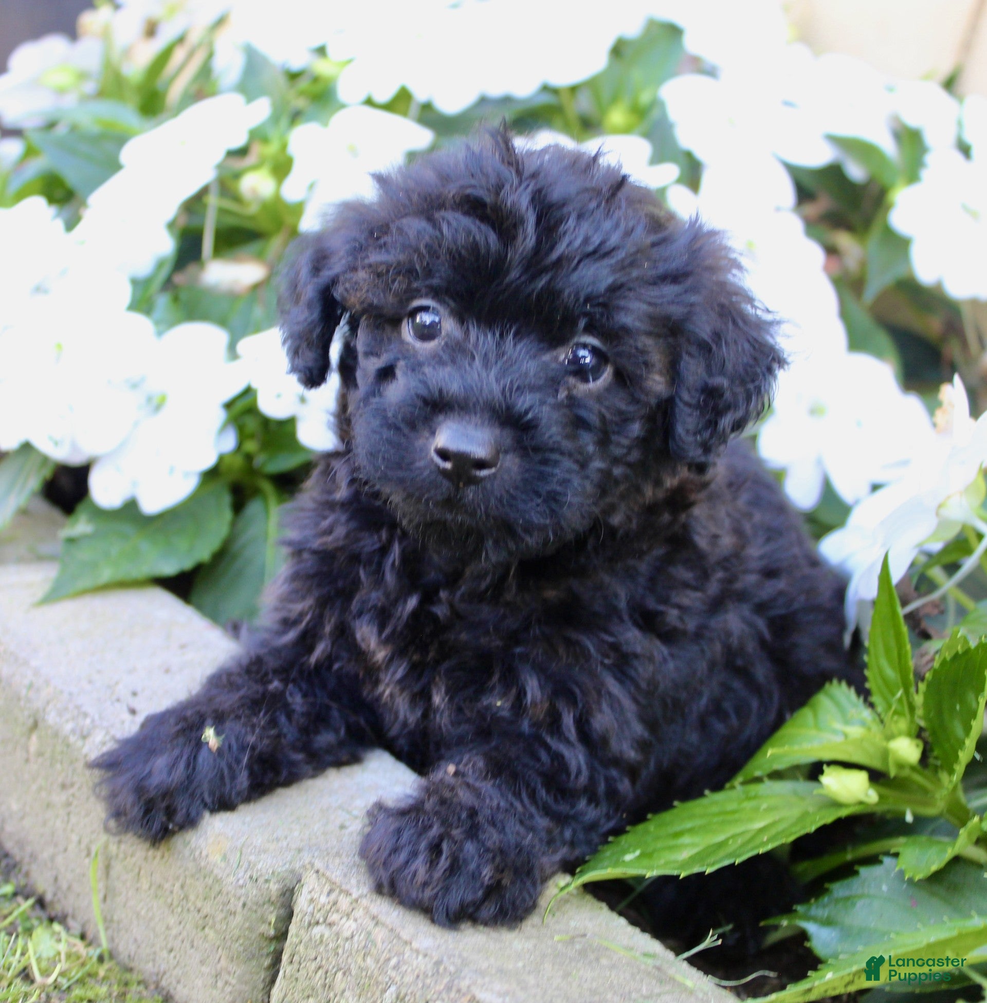 Yorkiepoo dogs Sugar - Ad 2