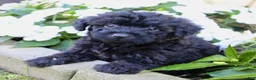 Yorkiepoo dogs for sale: Sugar - Ad 2