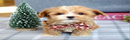 Maltipoo dogs for sale: Finn - Ad 10