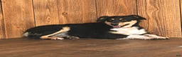 Mixed Breed dogs for sale: Nacho - Ad 6