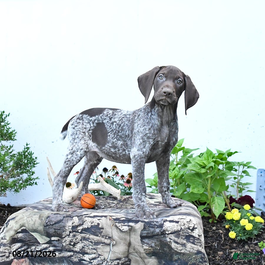 German Shorthaired Pointer dogs Mabel - Ad 1