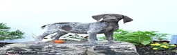 German Shorthaired Pointer dogs for sale: Mabel - Ad 1