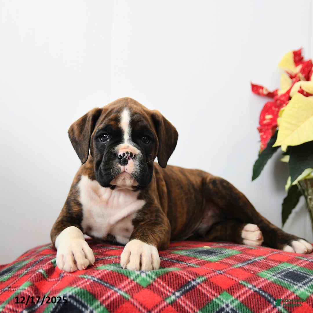 Boxer dogs for sale: Blaze - Ad 3