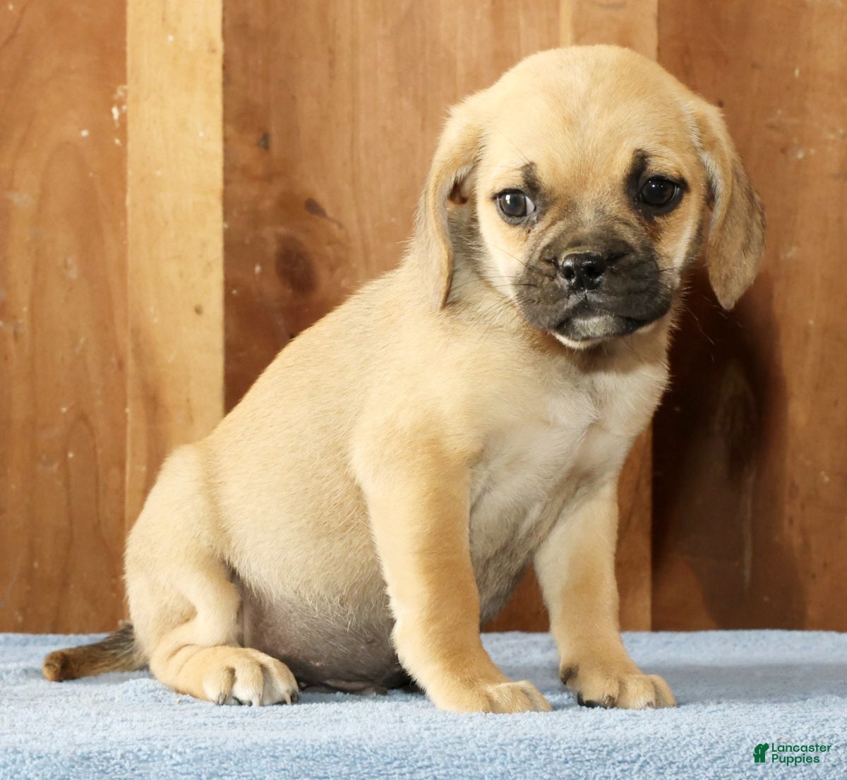 Puggle dogs Charlie - Ad 2