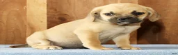 Puggle dogs for sale: Charlie - Ad 2