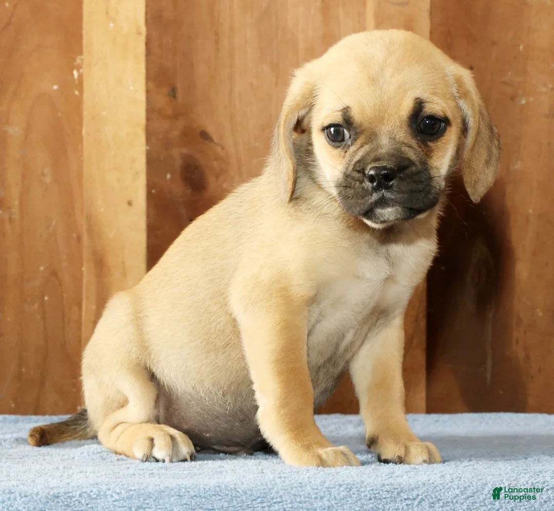 Puggle dogs for sale: Charlie - Ad 2