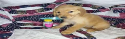 Golden Retriever dogs for sale: Bruce, male Golden Retriever Puppy - Ad 3