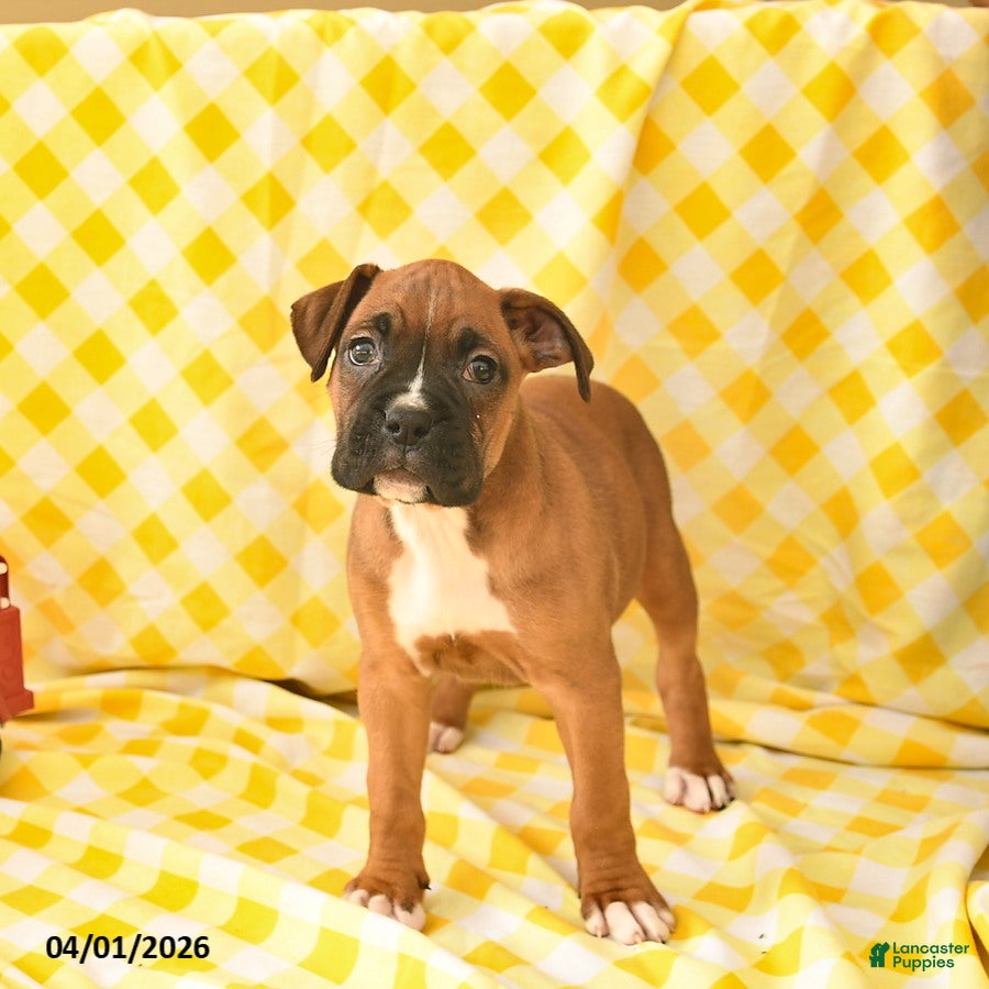 Boxer dogs Keisha  - Ad 2