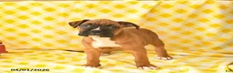 Boxer dogs for sale: Keisha  - Ad 2