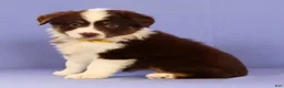 Miniature Australian Shepherd dogs for sale: Marie - Ad 4