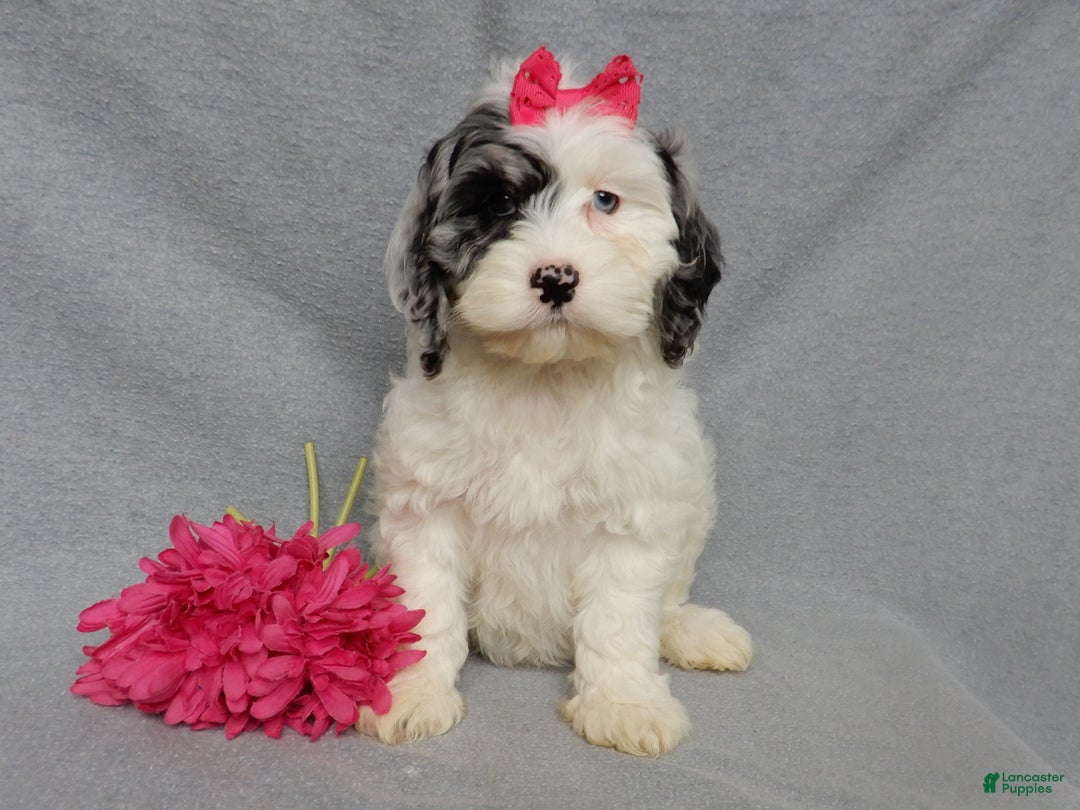 Cockapoo dogs for sale: Izzy - Ad 6