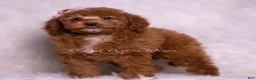 Mini Goldendoodle dogs for sale: Glitter - Ad 4
