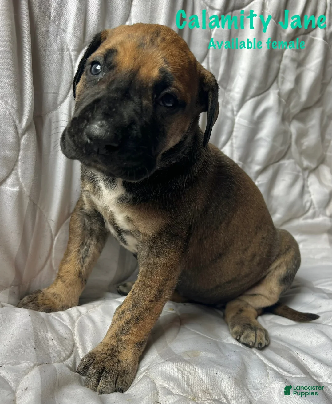 Great Dane dogs for sale: Calamity Jane - Ad 1