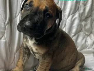 Great Dane dogs Calamity Jane - Ad 10