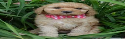 Mini Goldendoodle dogs for sale: Mini Gigi - Ad 1