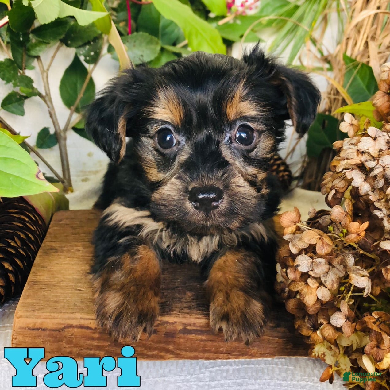 Yorkshire Terrier dogs Yanes  - Ad 1