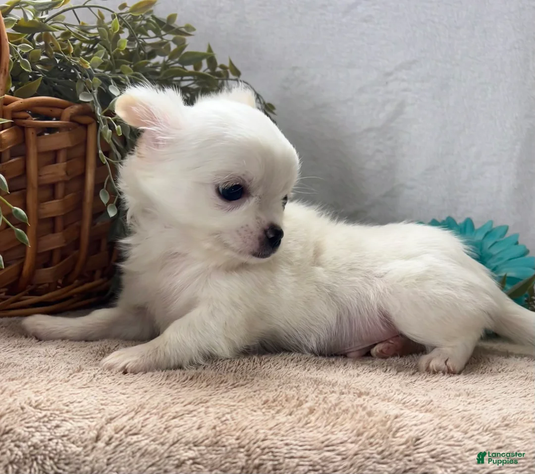 Chihuahua dogs for sale: Blaze - Ad 1