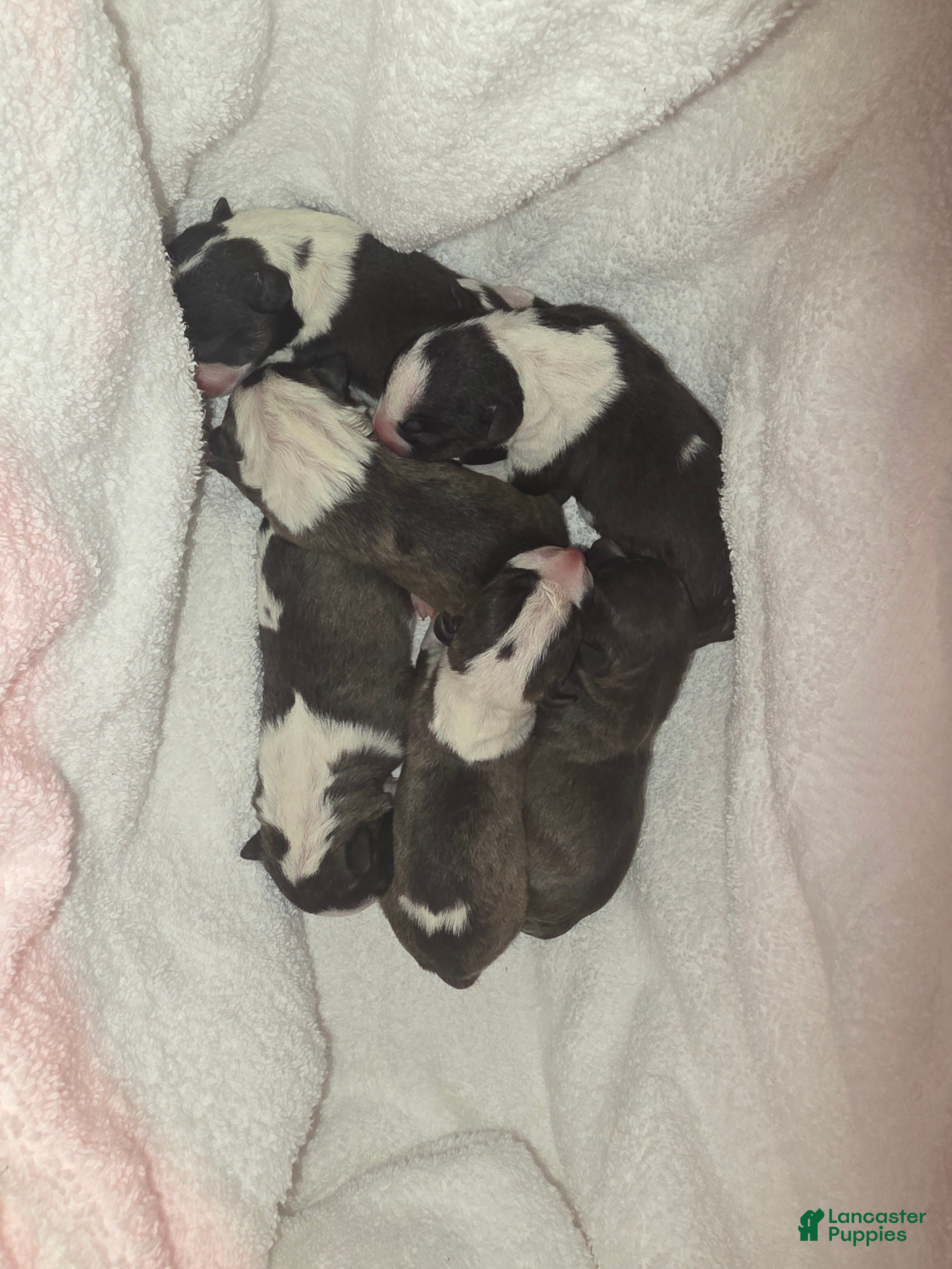 Miniature Bull Terrier dogs Miniature Bull Terrier 2 - Ad 4