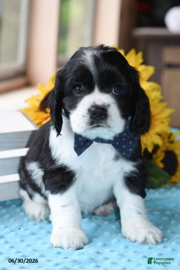 Cocker Spaniel dogs Prince - Ad 1