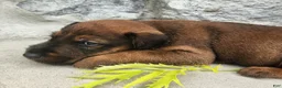 Irish Terrier dogs for sale: Roo - Ad 2