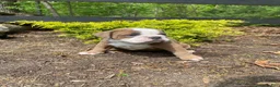 English Bulldog dogs for sale: Susie - Ad 6