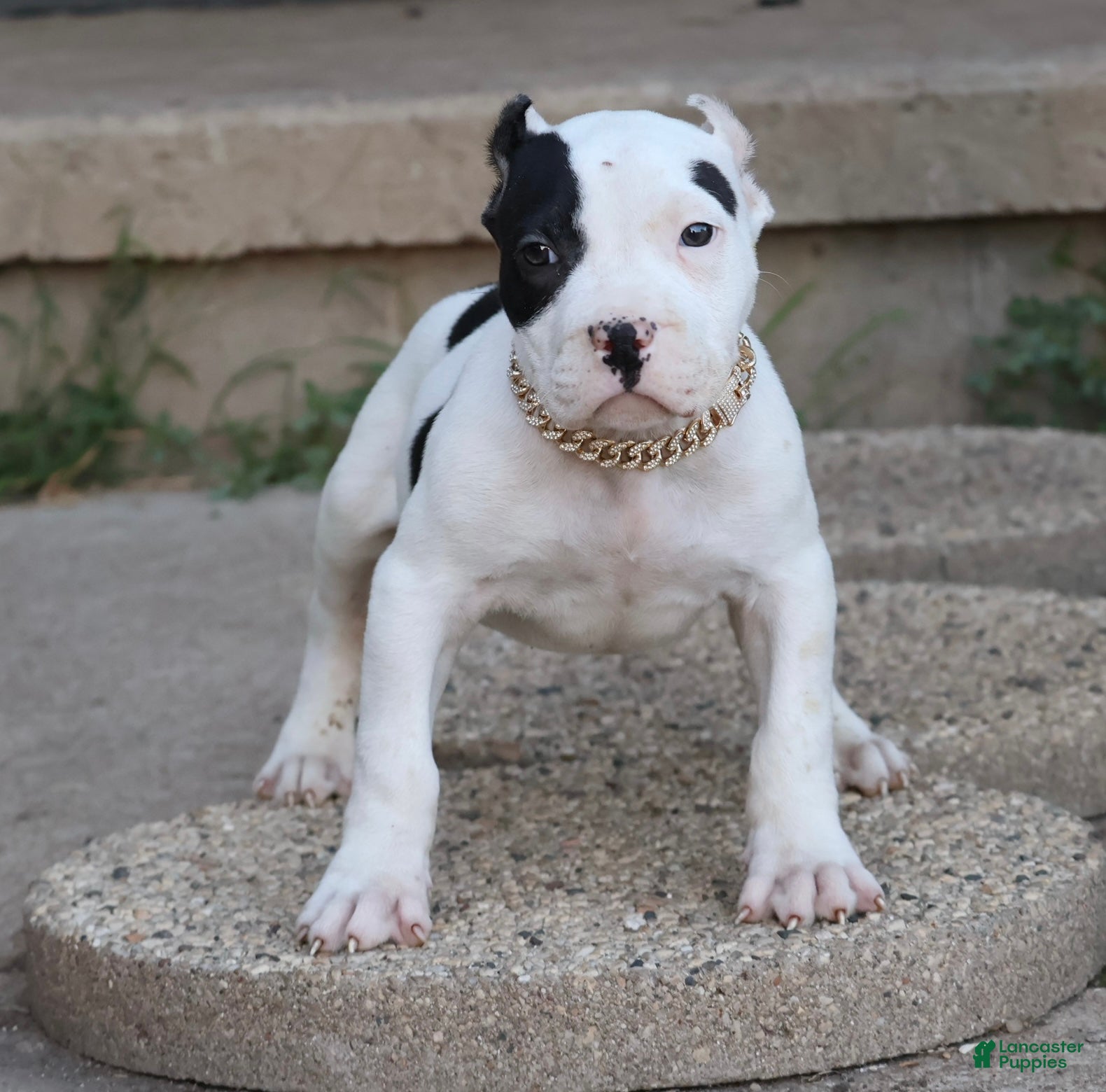 American Bully dogs Achilles - XL - ABKC - Ad 1