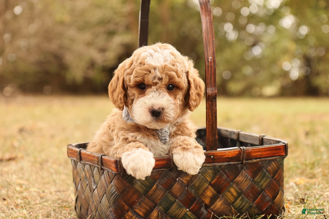 Mini Goldendoodle dogs for sale: Asher - Ad 6