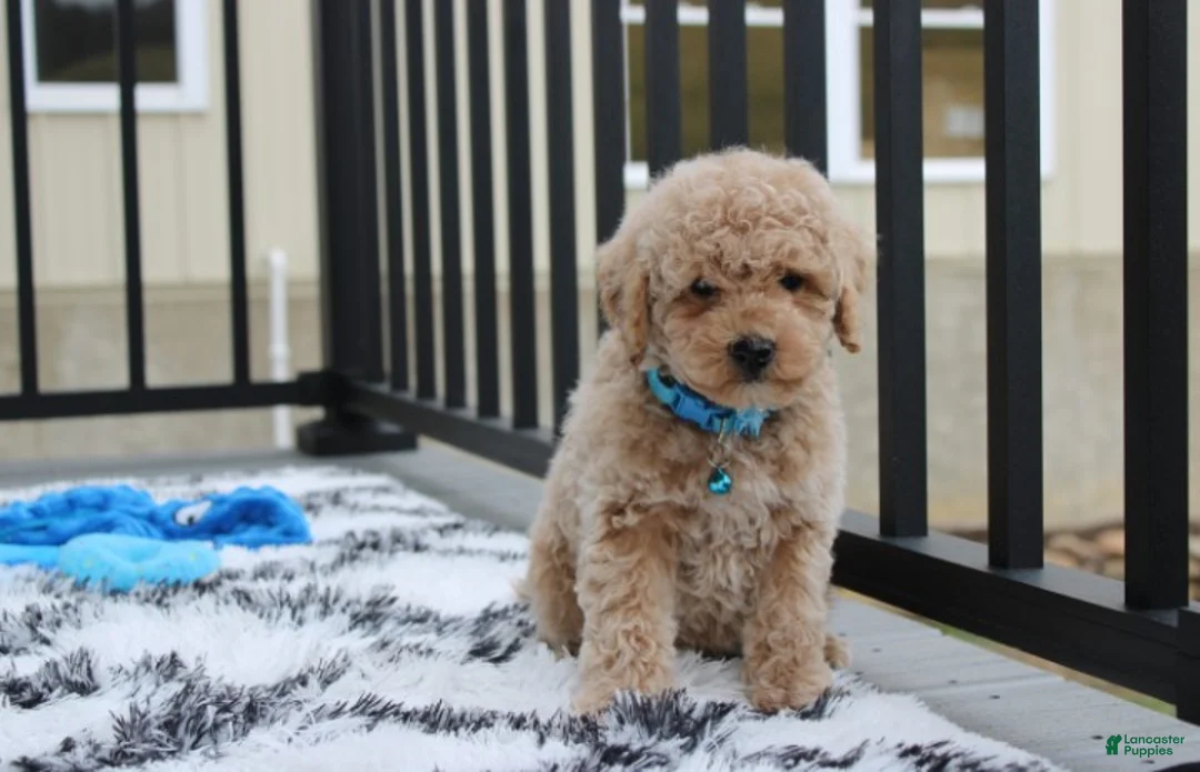 Bichpoo dogs for sale: Travis - Ad 1