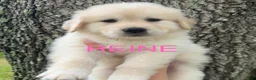 Mixed Breed dogs for sale: REINE - Ad 1