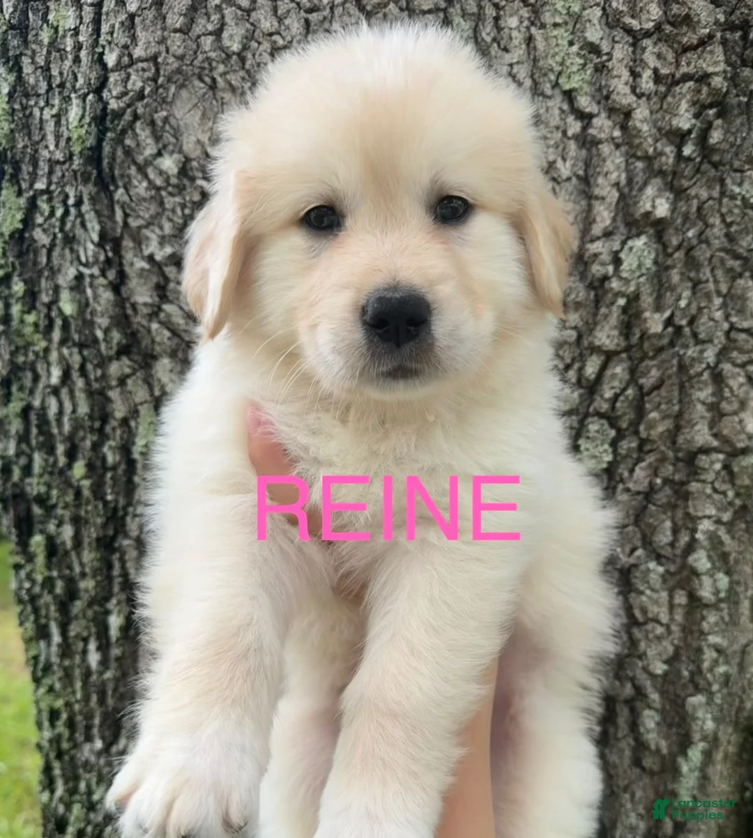 Mixed Breed dogs for sale: REINE - Ad 1