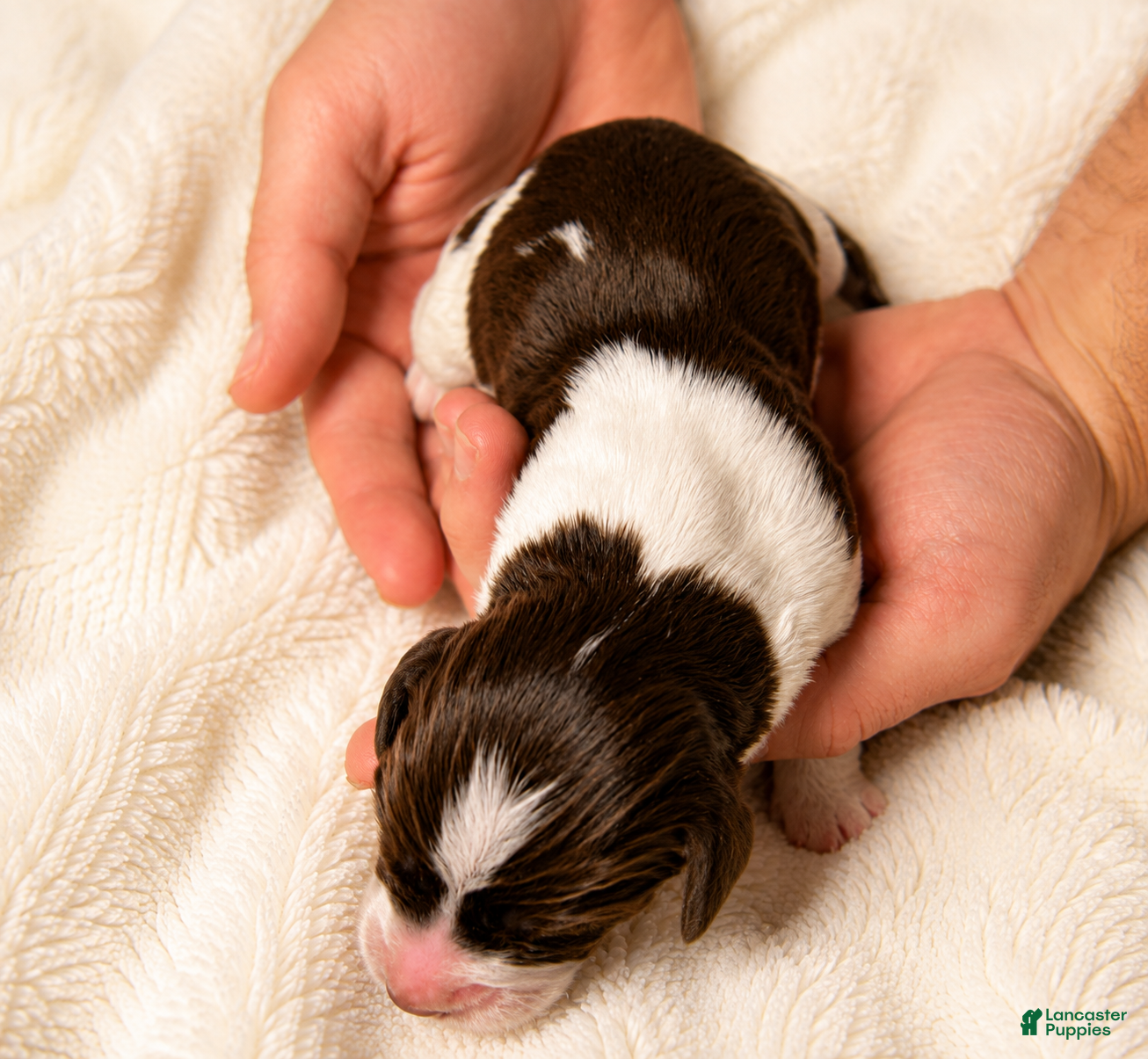 English Springer Spaniel dogs English Springer Spaniel 1 - Ad 6