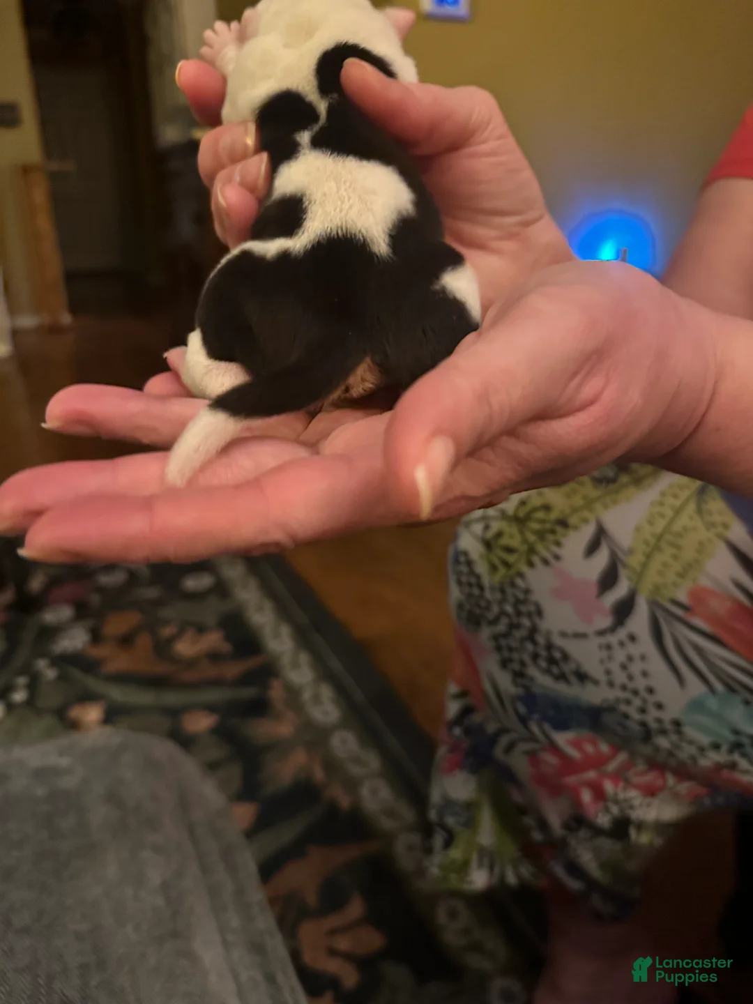 Mixed Breed dogs for sale: English Bulldog Puppy 9 - Ad 4