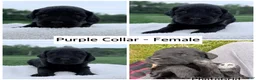 Goldendoodle dogs for sale: Goldendoodle Puppy - Purple Collar Female - Ad 1
