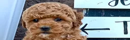 Miniature Poodle dogs for sale: Baby Jasmine❤️🐾AKC Registered❤️Genetic Tested❤️Call 717-529-1907 - Ad 5