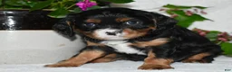 Cavalier King Charles Spaniel dogs for sale: Cavalier King Charles Spaniel 1 - Ad 9