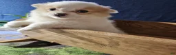 Pomeranian dogs for sale: Rachelle - Ad 16