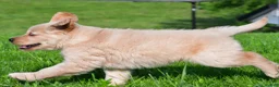 Golden Retriever dogs for sale: Leo - Ad 2